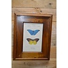 LoodsVol, Tweedehands Schilderijlijstje van hout met afbeelding van vlinders