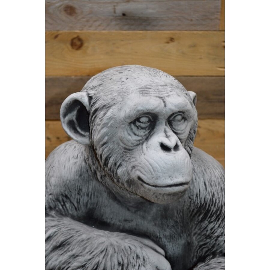 Chimpansee aap betonnen tuinbeeld-2
