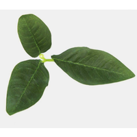 Leaf Camo - LC3 - Pine