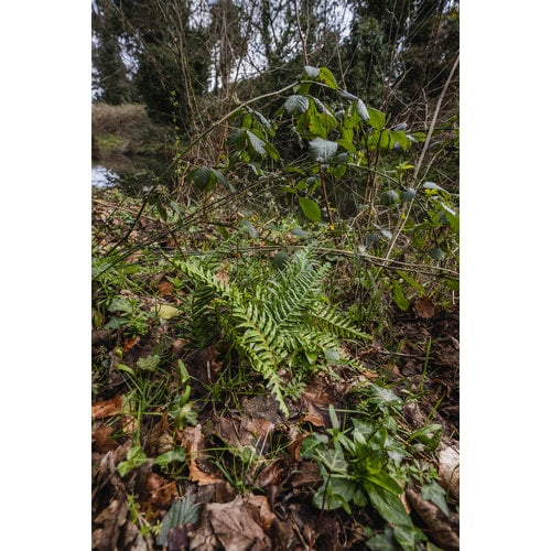 c4ssa_snipes High Quality Artificial Ferns - Gen 2