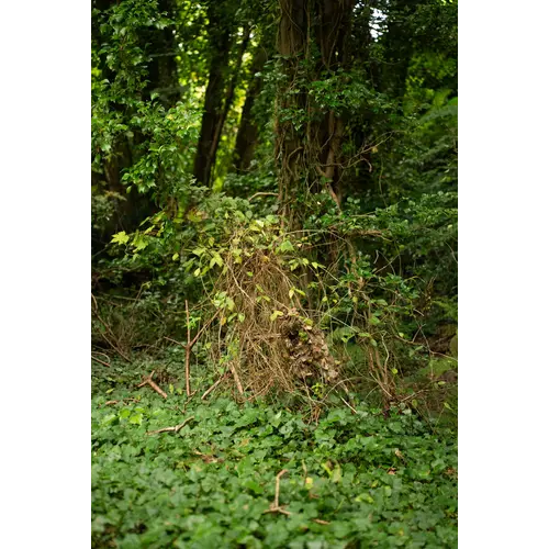 STALKER Brown Oak Balaclava