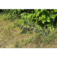 Modular Bungee Cam (Jungle Version)