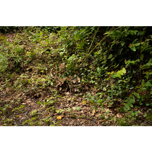 STALKER Brown Oak Combat Pants - XXL STALKER Brown Oak Combat Pants - XXL