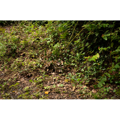 STALKER Brown Oak Combat Pants - XXL