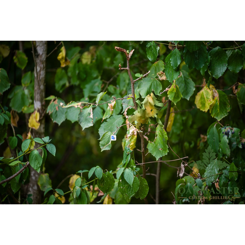 Le Covert Sartorialist Autumn Transitional Modules