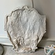 Antique plaster ceiling ornament