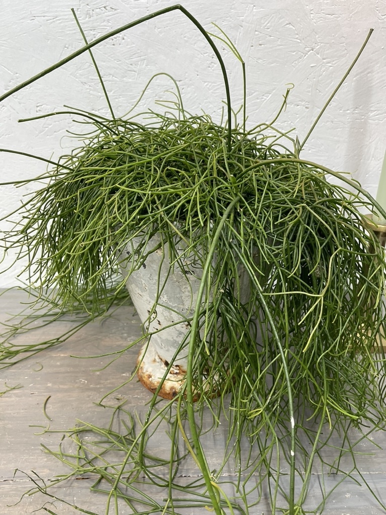 Antieke gietijzeren vaas, scheef