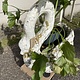 Vintage Swan planter