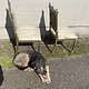 Pair of delicate antique chairs