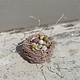 Keramiek vogelnestje