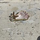 Little dish made from a painted and crafted oyster