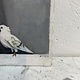 Painting of  white doves in a cubicle or something