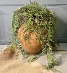 Spaniard with a complex  and a scar