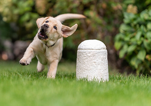 Nieuwe bio urnen 2026