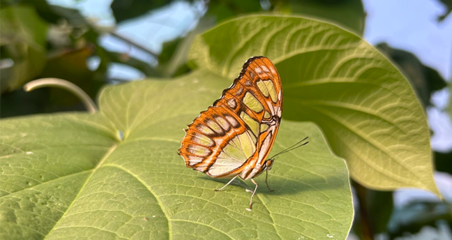 Sussex Butterfly Gardens