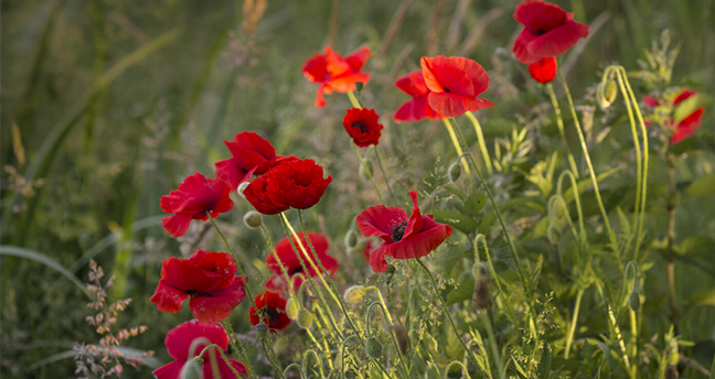 Mohnblumen von Cruydt-Hoeck