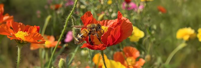 Honigbiene auf einer Mohnblume