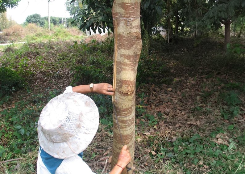 Mulberry bark as a natural and renewable raw material