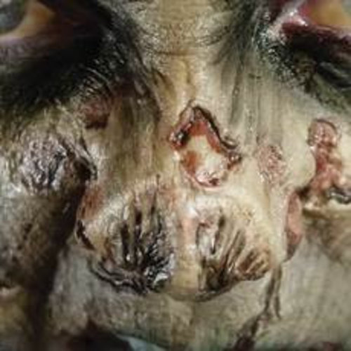 Zombie FX Transfers - Zombie Nose 