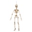 Boland Decoratie Beweegbaar skelet - 50 cm