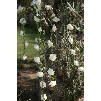 Roses garland White