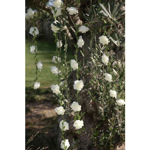 Roses garland White 