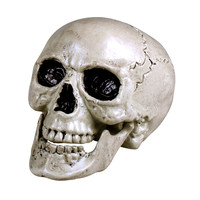 thumb-Schedel Maxilla met beweegbare kaak-1