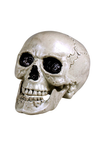 Schedel Maxilla met beweegbare kaak - 20 x 15 cm 