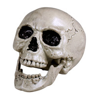 thumb-Schedel Maxilla met beweegbare kaak-2