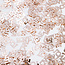 Globos Tafel Confetti Love Rosé Gold - 14 gram