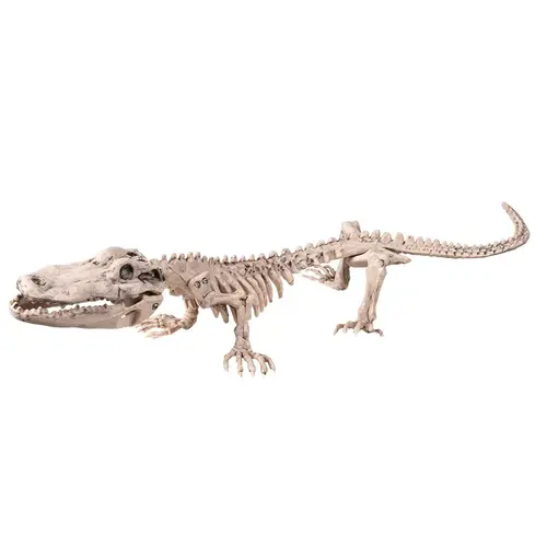 Decoratie Krokodillen Skelet - 50x16cm 