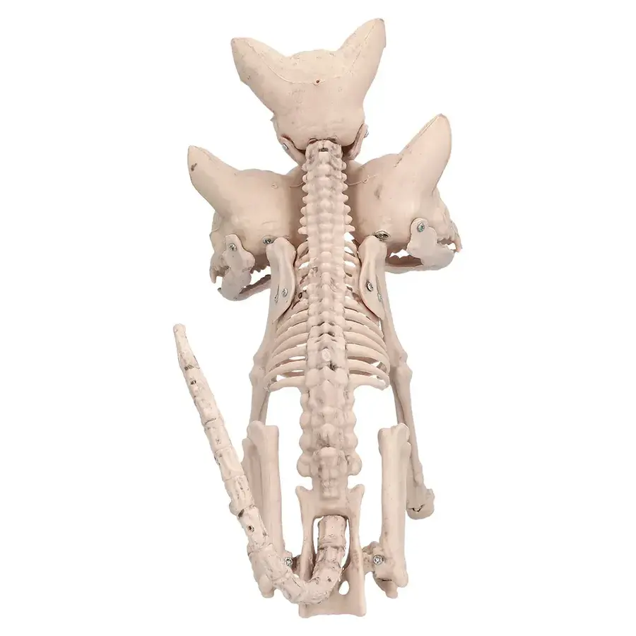 Skelet Cerberus-3