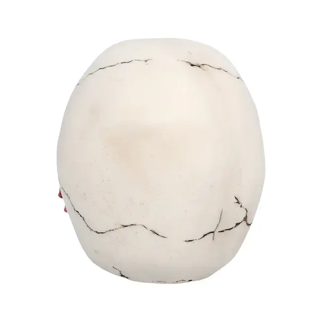 Schedel Casanova - 9.8 x 10.5 x 13.5 cm