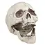 Schedel Jawbone met beweegbare kaak