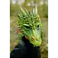 Fiesta Groene Draak Masker