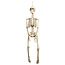 Boland Hangdecoratie Skelet - 92 cm