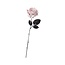 Fiesta White Flower With Blood