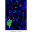 Uv Led Bar 6 X 3W
