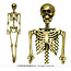 Decoratie Skelet - Goud - 90cm