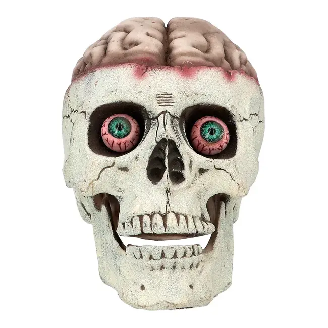 Schedel Brain-Dead met Beweegbare Kaak - 18 x 13 x 15 cm