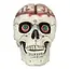Schedel Brain-Dead met Beweegbare Kaak - 18 x 13 x 15 cm