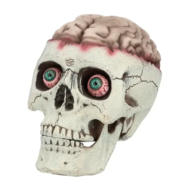 Schedel Brain-Dead met Beweegbare Kaak - 18 x 13 x 15 cm