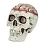 Schedel Brain-Dead met Beweegbare Kaak - 18 x 13 x 15 cm