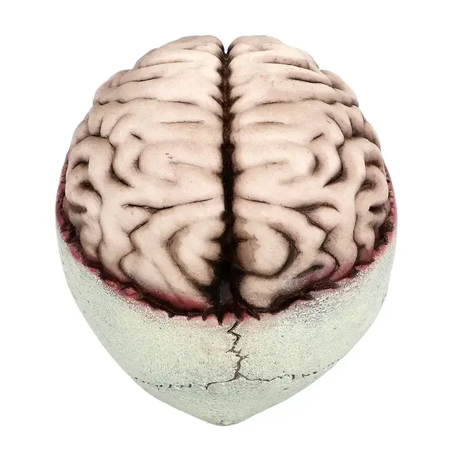 Schedel Brain-Dead met Beweegbare Kaak - 18 x 13 x 15 cm