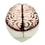 Schedel Brain-Dead met Beweegbare Kaak - 18 x 13 x 15 cm