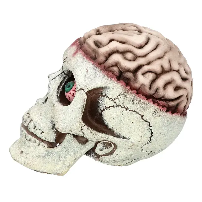 Schedel Brain-Dead met Beweegbare Kaak - 18 x 13 x 15 cm