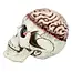 Schedel Brain-Dead met Beweegbare Kaak - 18 x 13 x 15 cm