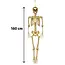 Decoratie Skelet Goud - 160cm