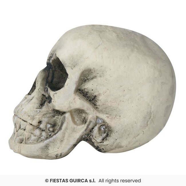 Foam Schedel – 22 cm