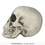 Foam Schedel – 22 cm